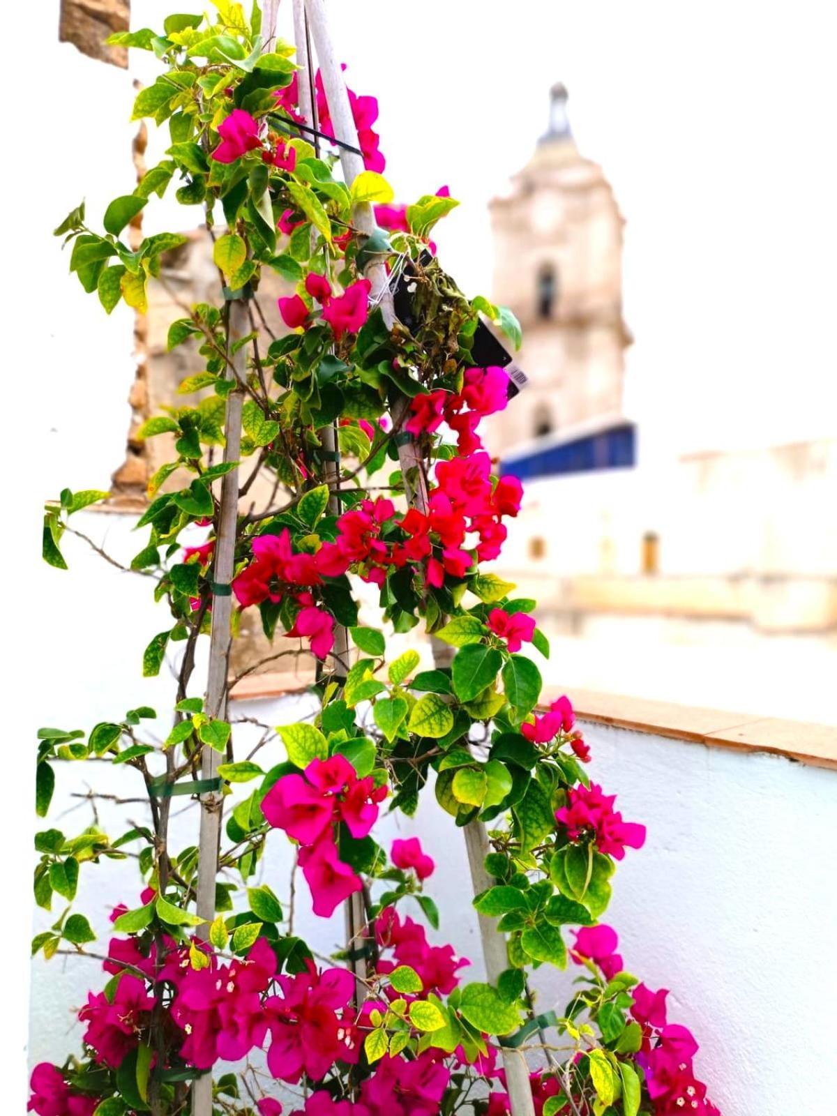 Apartamentos Terrazas De San Juan Málaga Buitenkant foto